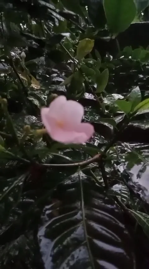 Wet white flower with raindrops and green leaves in a garden Stock Footage 345858715