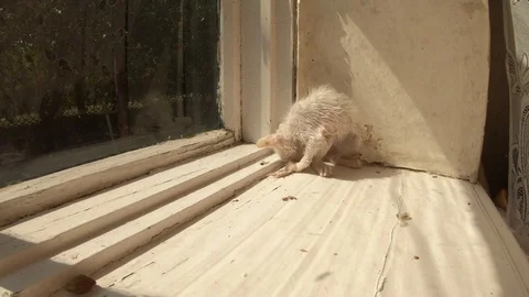 Wet white kitten is playing with tail and somersaults very funny on window refle Stock Footage 120819227