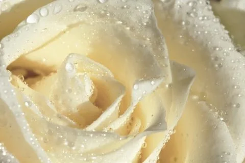 Wet white rose Stock Photos