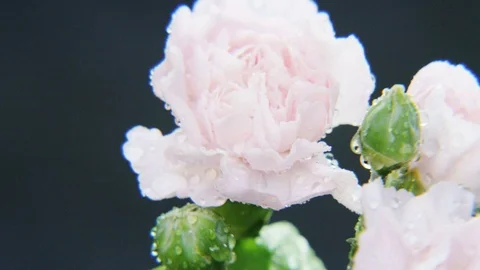 Wet White Roses Rotating Stock Footage 69789629
