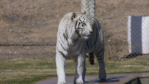 Royalty-Free photo: Grey tiger