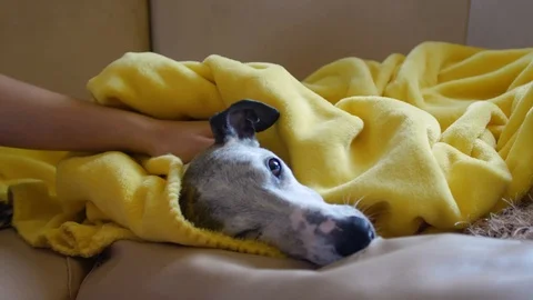 Wet white whipped drying himself with a yellow blanket. Stock Footage 112282006