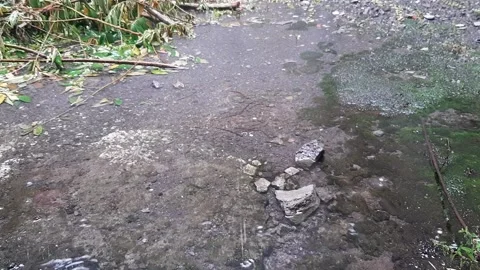 Wet Wild Land Video stock 237157960
