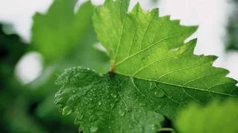 Wet wine grape leaf in vineyard after rain. Wet surface of closeup 4k video Stock Footage 136854011