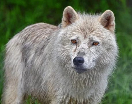 Wet Wolf Stock Photos