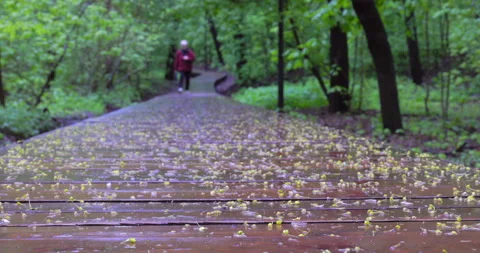 Wet wooden path Stock Footage 195700493