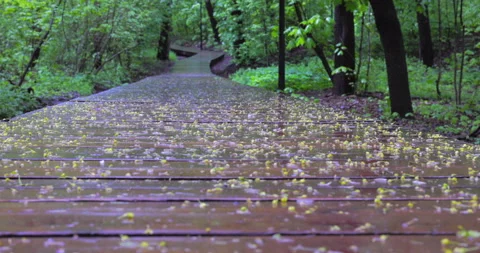 Wet wooden path Stock Footage 195700496