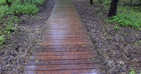 Wet wooden path Stock Footage 195700577