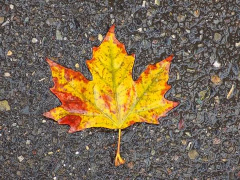 Wet yellow leaf Stock Photos