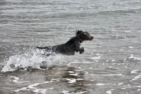 A wet young brown working type cocker spaniel puppy leaping into the sea Stock Photos