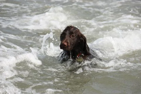 A wet young brown working type cocker spaniel puppy leaping into the sea Stock Photos