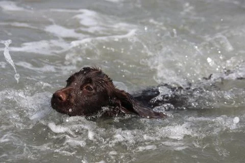 A wet young brown working type cocker spaniel puppy leaping into the sea Stock Photos
