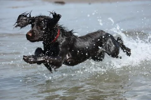 A wet young brown working type cocker spaniel puppy leaping into the sea Stock Photos