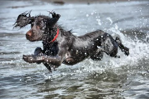 A wet young brown working type cocker spaniel puppy leaping into the sea Stock Photos