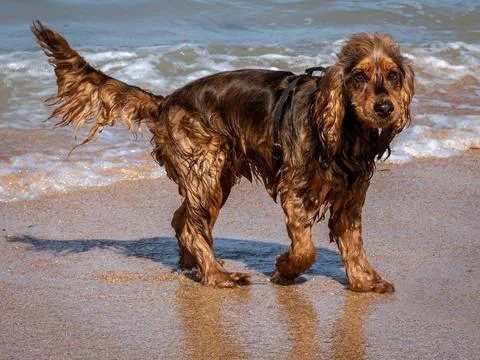 Wet young cocker spaniel on the beach after swimming in the sea Stock Photos
