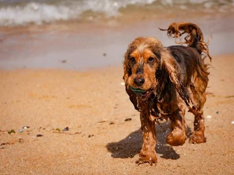 Wet young cocker spaniel on the beach after swimming in the sea Stock Photos