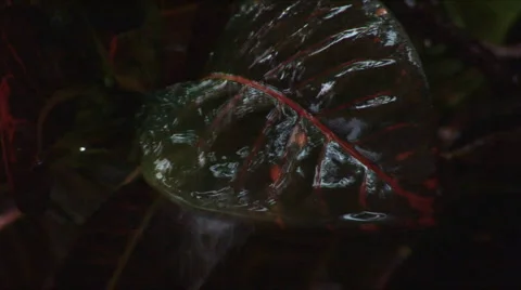 Wet11 Stock Footage 1055165