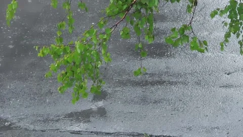 Wet_birch Vídeos de archivo 131820226