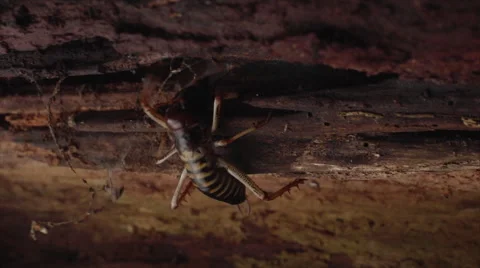 Weta crawling into tree trunk nook. Stock Footage 50045719