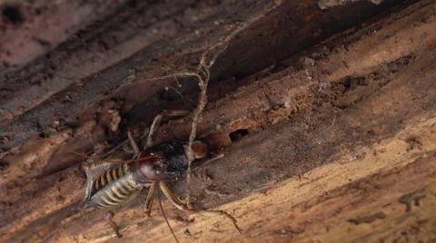 Weta crawls into rotting log. Stock Footage 50052483