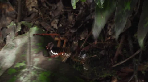 Weta trying and succeeding to get to another leaf. Stock Footage 50051234