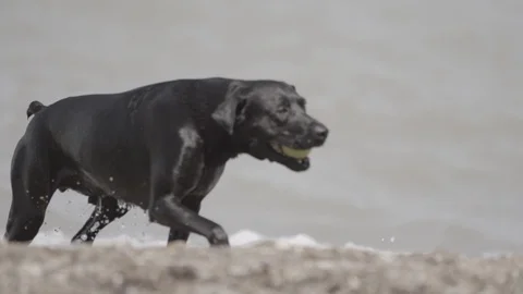 WetDog Slowmotion Stock Footage 88838393