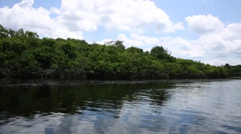 Wetland in Amazon, Brazil Stock Footage 54518088