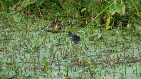 Wetland bird foraging in marsh Stock Footage 319928677