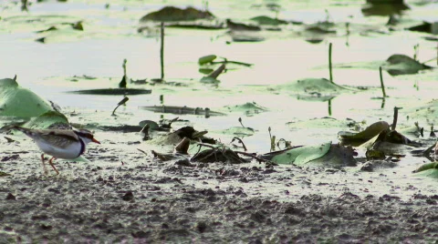 Wetland Bird - Plover, Dotterel, Water, Swamp, Lake Stock Footage