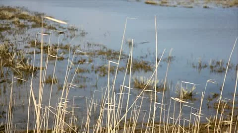 Wetland closeup Stock Footage 24652338