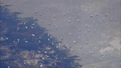 Wetland Cranes Stock Footage 41608936