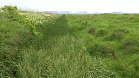 Wetland ditch Stock Footage 341165563