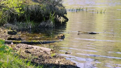 Wetland Ecosystem And Environmental Conservation, nature, swamp Vidéo 334608483