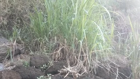 The Wetland Ecosystem 스톡 동영상 335080494