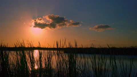 WETLAND Stock Footage 228711407