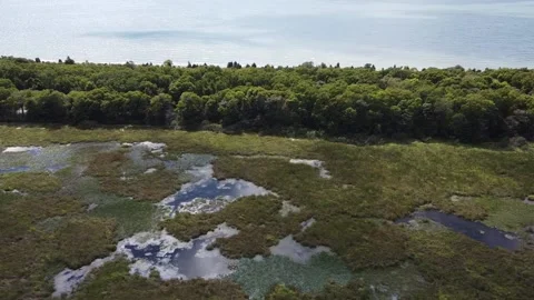 Wetland 스톡 동영상 232537340