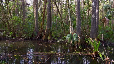 WETLAND 스톡 동영상 250368191