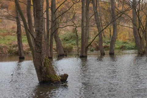 Wetland in the forest. Stock Photos