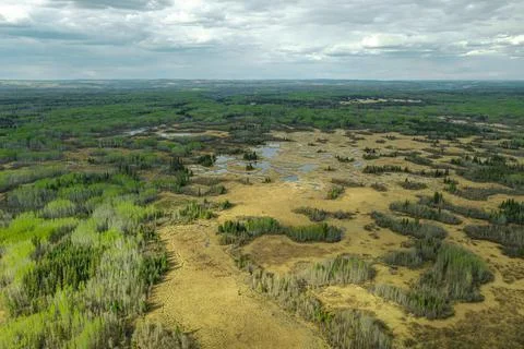 Wetland in the forest Stock Photos