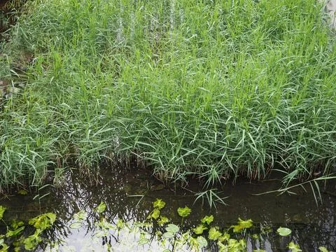 Wetland grass background Stock Photos