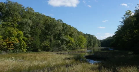 Wetland Grass Fields Between Forest in Yorktown Virginia, 4K Stock Footage 68961420
