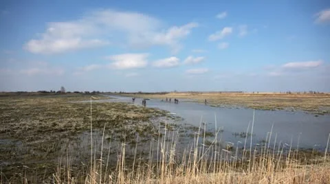 Wetland landscape Stock Footage 24652395