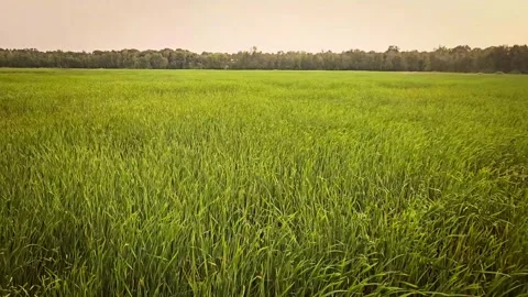 Wetland marsh with cattails (typha) blowing in the wind and distant tree line Stock Footage 343321673