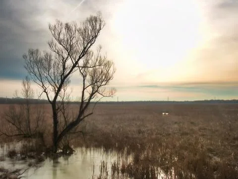 Wetland marsh Stock Photos