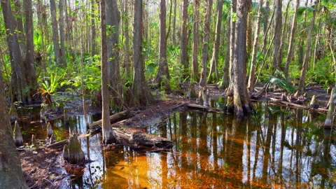 WETLAND MEDIUM SHOT Stock-Footage 250367611
