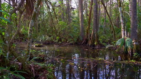 WETLAND PAN Stock-Footage 250367400