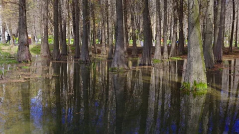 Wetland park Stock Footage 233655496