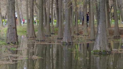 Wetland park Stock Footage 233655571