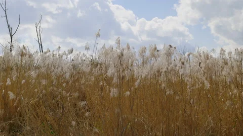 Wetland park Stock Footage 233655654