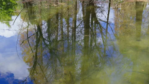 Wetland park Stock Footage 233655737
